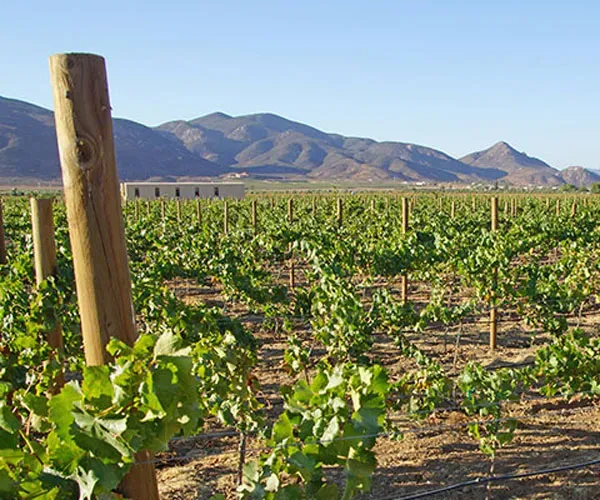 piquet vigne à Saint-Estèphe