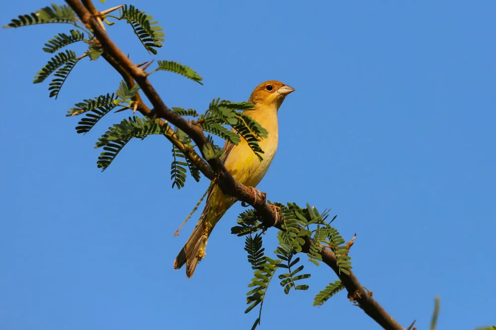 Branche-acacia